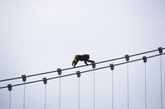 野生と吊り橋