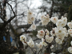 白梅１