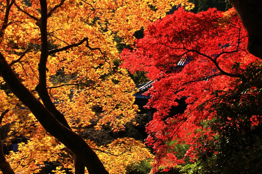 ＊紅黄競演＊