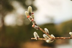 ネコヤナギ芽吹く