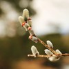 ネコヤナギ芽吹く