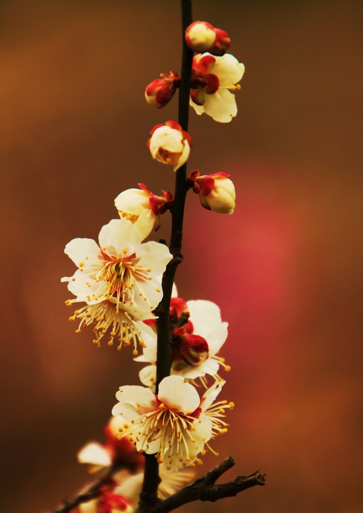 満開の白梅