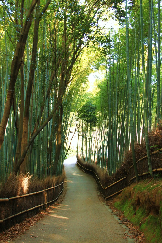 時間の感覚を忘れる竹林