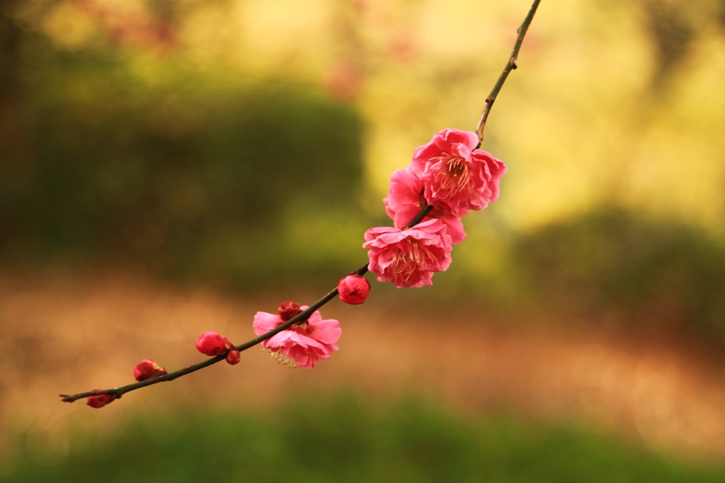 紅　梅