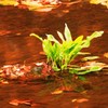 晩秋の流れ