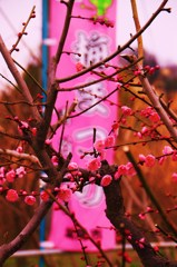 梅まつり1