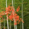 竹林に紅添えて