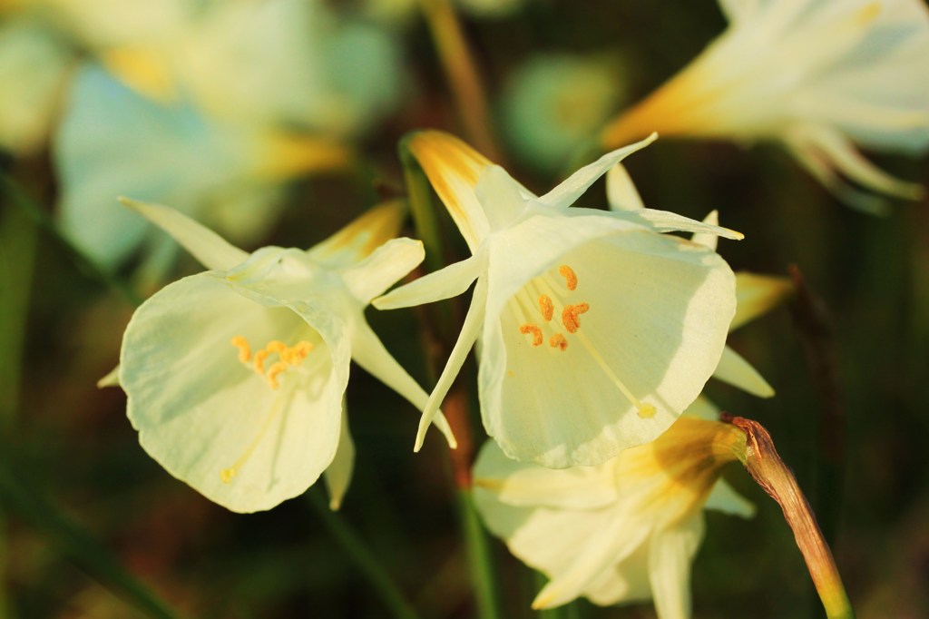 新種　ﾃｯﾎﾟｳユリ