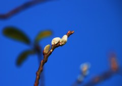 冬空に春の芽吹き（ネコ柳）