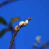 冬空に春の芽吹き（ネコ柳）