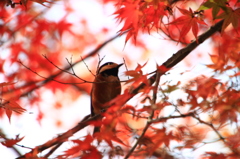 紅に染まる＊