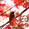 紅に染まる＊