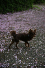 桜舞い散る道路を・・・