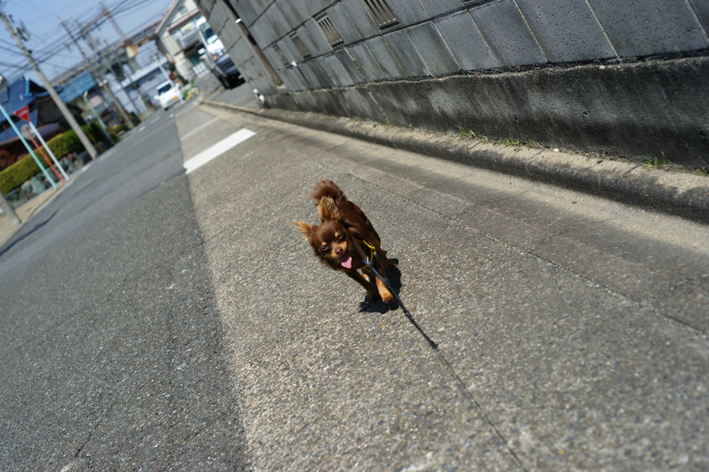春の散歩