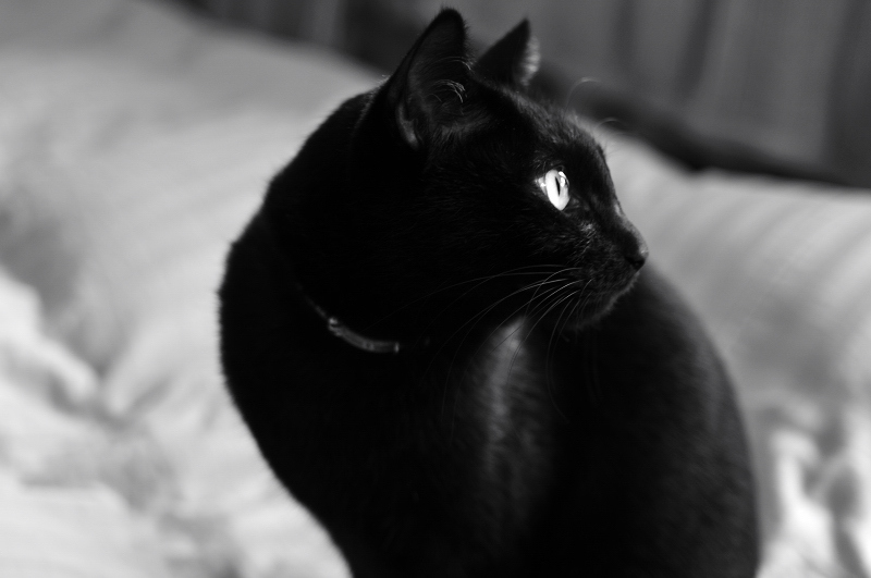 black cat