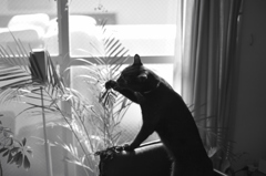 それは猫草じゃない