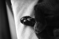 黒猫の肉球は黒