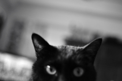 猫目