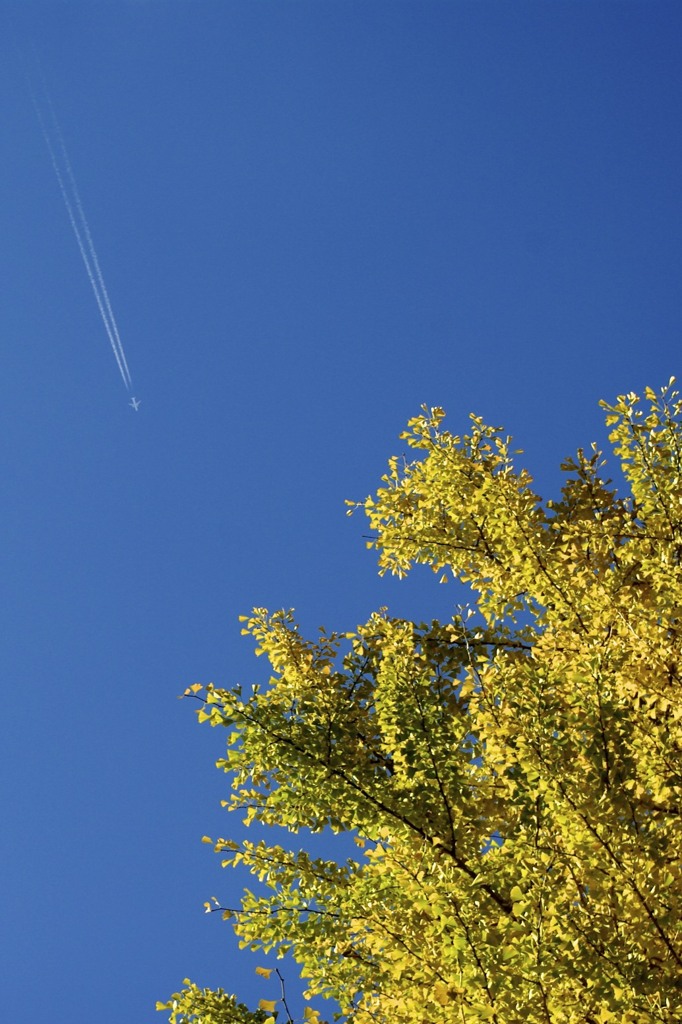飛行機雲と秋の空