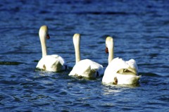three swans