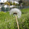 たんぽぽ