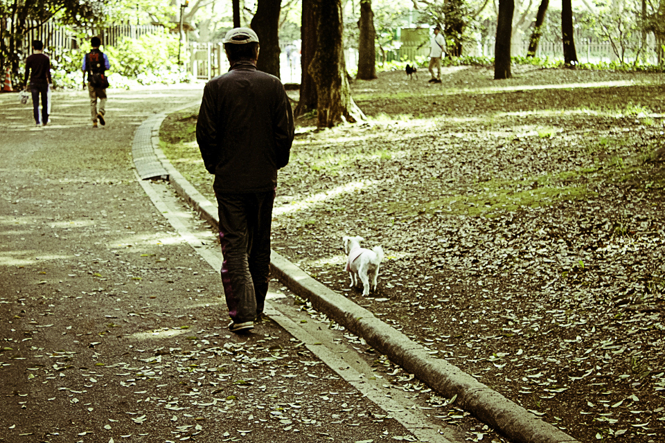 犬と散歩