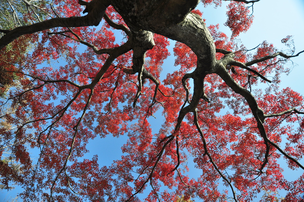 高尾山の紅葉１