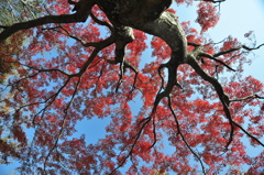 高尾山の紅葉１