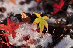 雪の上のモミジ