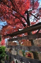 高尾山の紅葉３