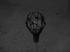 2012年は、花を咲かせて・・・