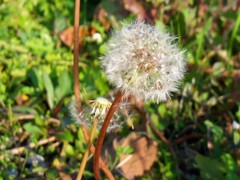 風が吹いたら