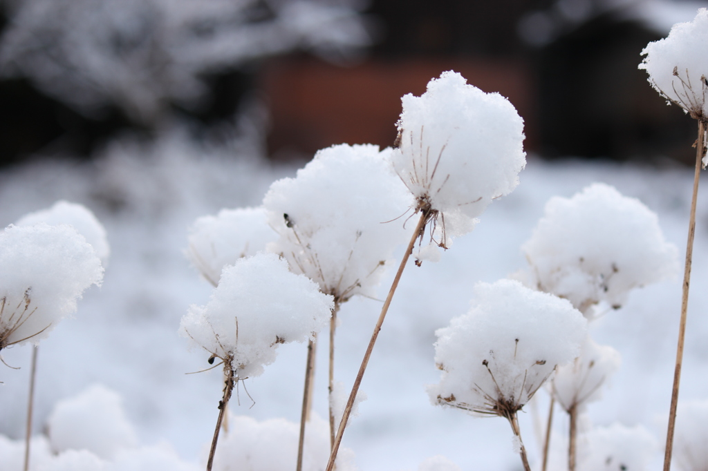 雪の華