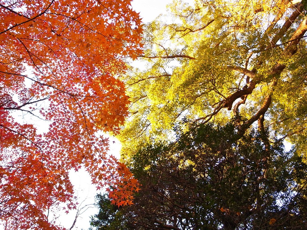 紅葉のステンドグラス