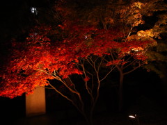 紅い夜