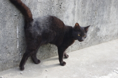 大道猫