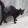 大道猫