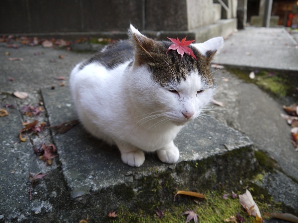 猫と一緒に