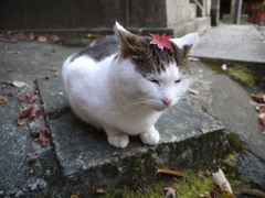 猫と一緒に