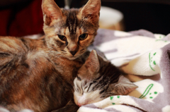 モモ子はボクが守るよ！