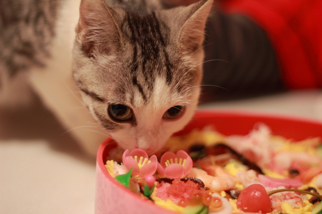 モモの ひな祭り