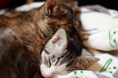 モモ子大好きだよー　