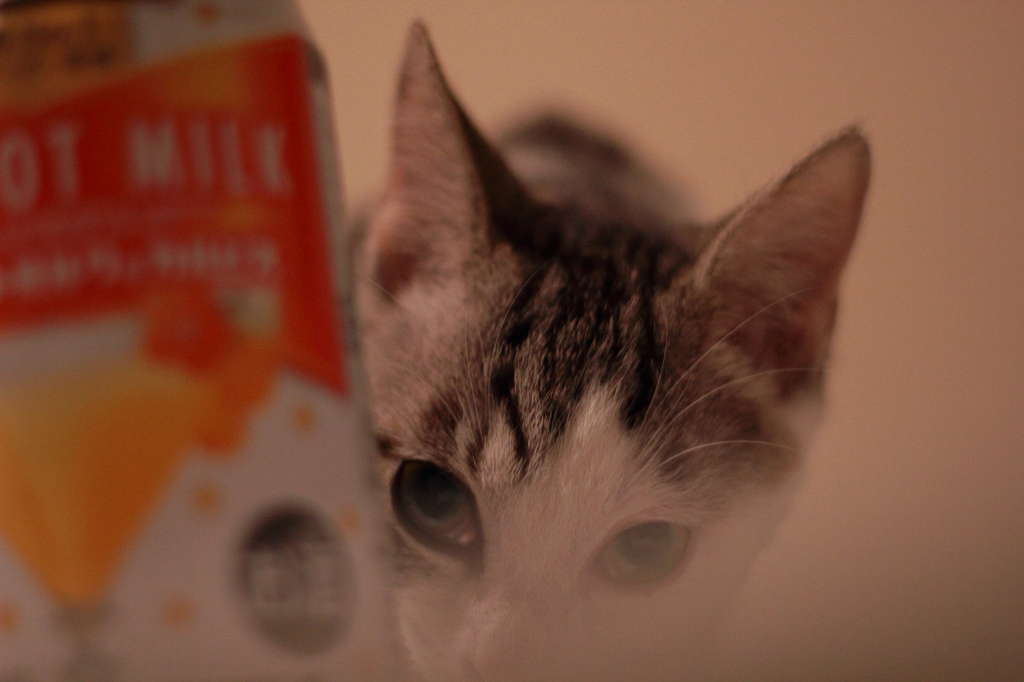 モモ子　４