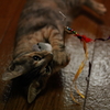 ボクのだよ！