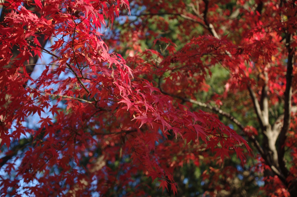 色彩の紅葉