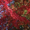 色彩の紅葉