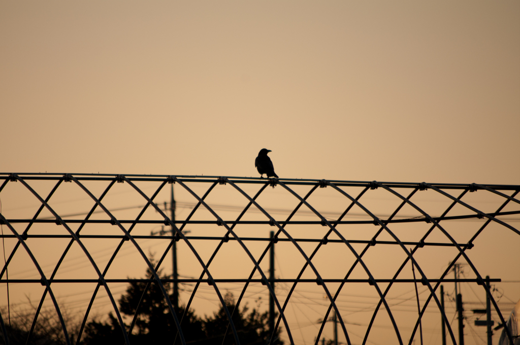 Crow Silhouette