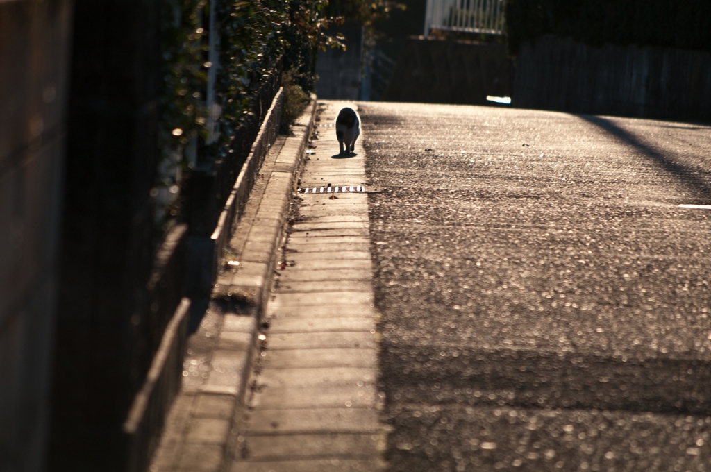 わが道を行くにゃ～