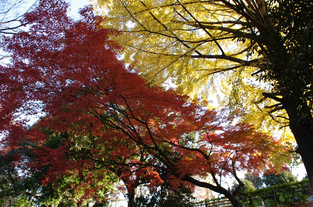 境界線上の紅葉