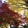 境界線上の紅葉